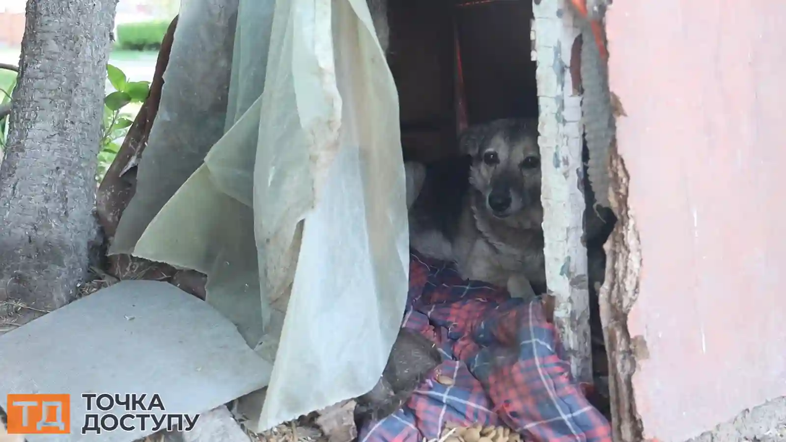безхатні тварини