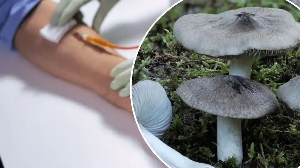 отруєння дикорослими грибами