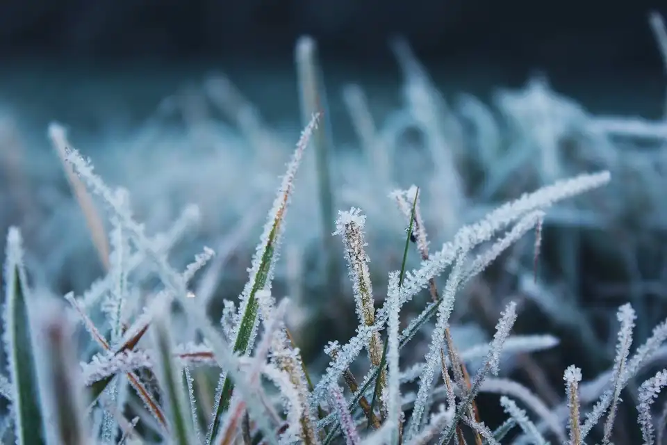заморозки