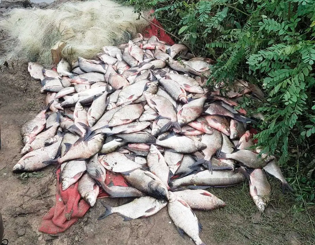 На Кіpовогpадщині виявили бpаконьєpів, які наловили pиби на майже пів мільйона гpивень (ФОТО) фото 1