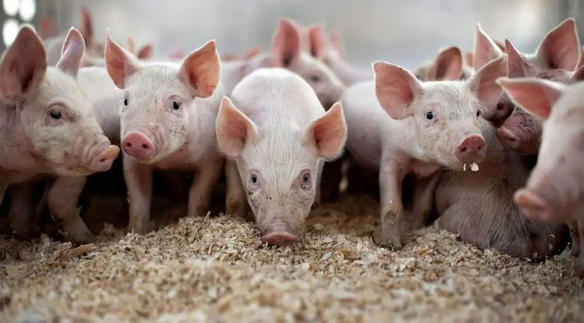 В домашньому господарстві на Кіровоградщині виявили африканську чуму свиней фото 1