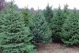 Скільки цьогоріч коштуватимуть ялинки у Кіровограді фото 1