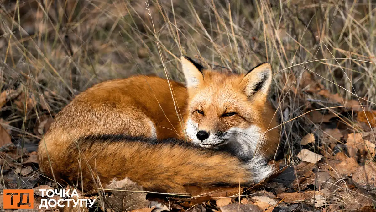 сказ виявили у застреленої лисиці в Кіровоградській області