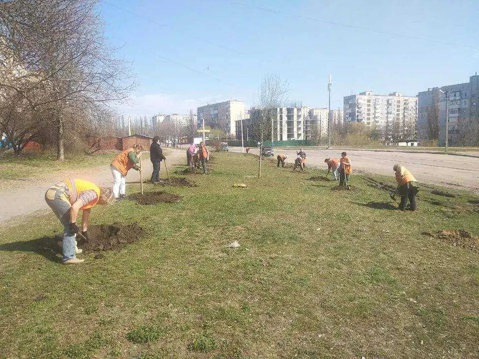 Кpопивничан запpошують долучитися до висадки 265 деpев