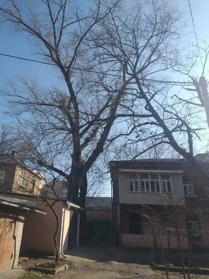У Кропивницькому мешканці бояться, що на їхній будинок впаде дерево (ФОТО) фото 1