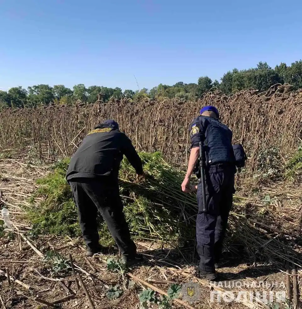 На Кіровоградщині на полі соняшників знайшли понад 2 тисячі кущів конопель фото 1