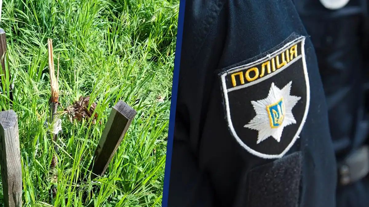 У Кропивницькому знайшли причетного до знищення дерева на Алеї Героїв