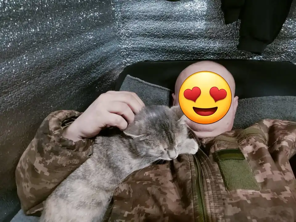 тварини на фроні