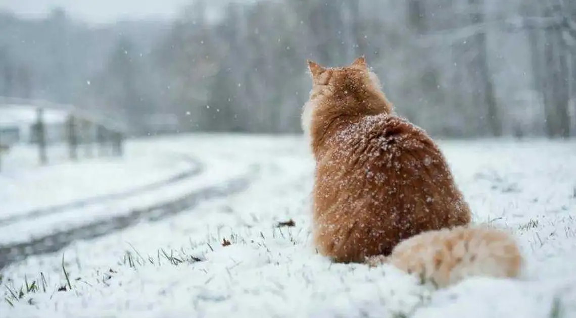 Жителів Кіровоградщини попереджають про налипання мокрого снігу та ожеледицю фото 1