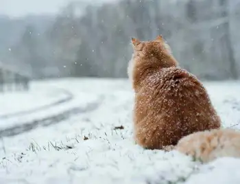 Жителів Кіровоградщини попереджають про налипання мокрого снігу та ожеледицю фото 1