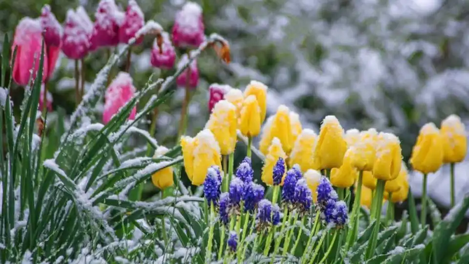 Квітень почнеться з нічним морозом, снігом і ожеледицею