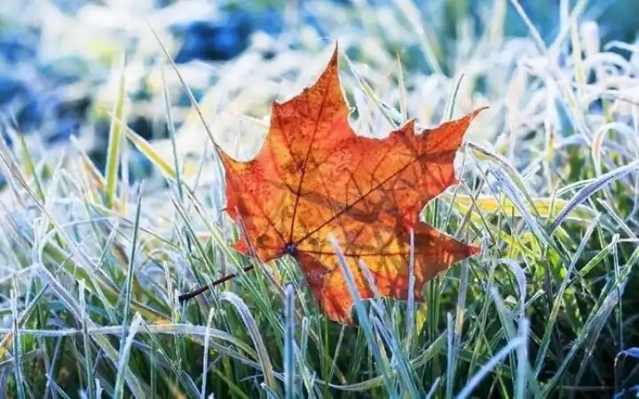 заморозки в Кіровоградській області