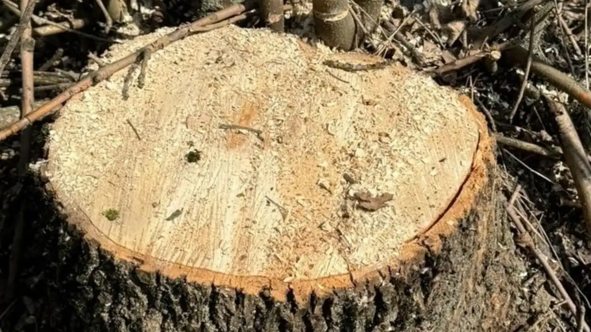 Біля села на Кіровоградщині незаконно спиляли 56 дерев: збитки оцінюють у півмільйона гривень