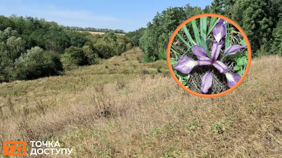 степ з червонокнижними півниками знайшли у Кіровоградській області