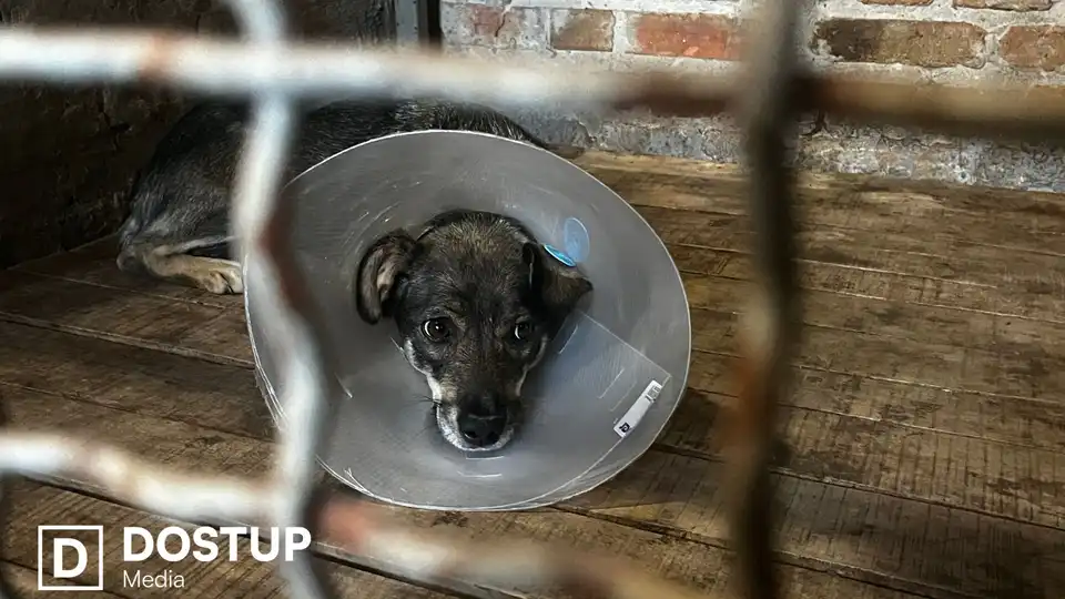 “Ситуацію потрібно терміново вирішувати”: що відбувається із безпритульними собаками після стерилізації у Кропивницькому