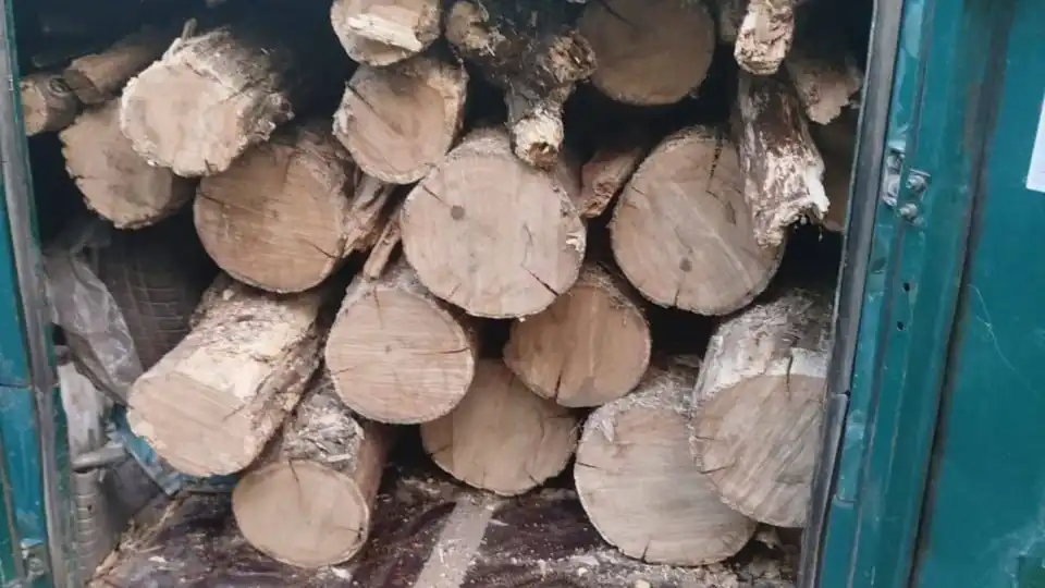 у Знам’янці двоє чоловіків незаконно вирубували ліс