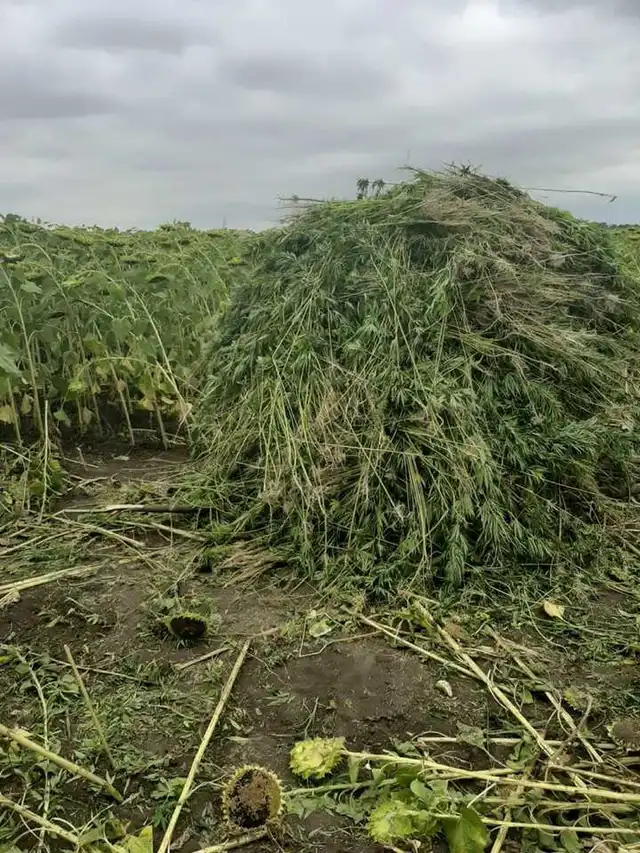 На Кіровоградщині знищили рекордну плантацію коноплі вартістю близько 20 млн грн