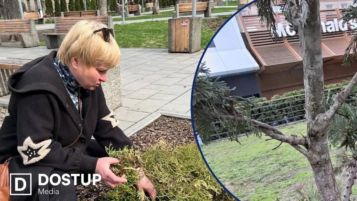 Щоб відновити: у Центральному сквері в Кропивницькому викопають частину пошкоджених туй