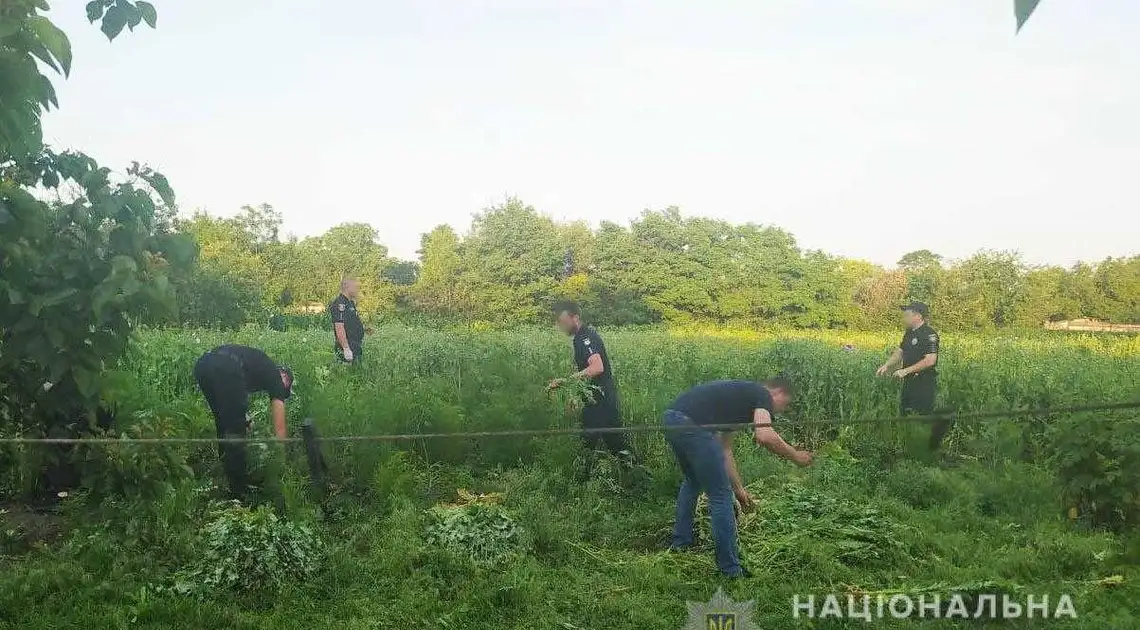 На Кіровоградщині спалили плантацію маку та конопель (ФОТО) фото 1