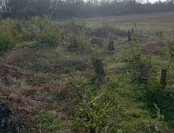 на понад 3 мільйони гривень невідомі вирубали дерев у парку "Світловодський"