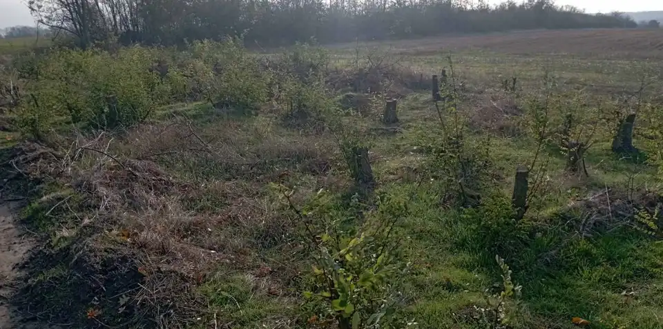 на понад 3 мільйони гривень невідомі вирубали дерев у парку "Світловодський"