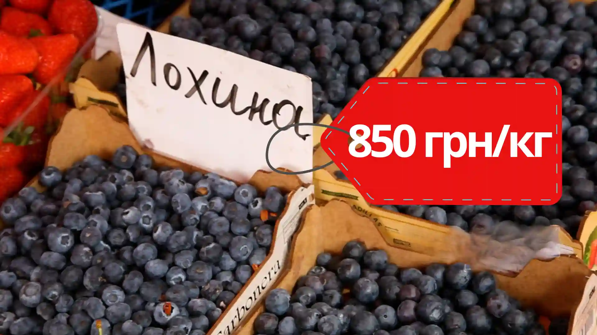 лохина