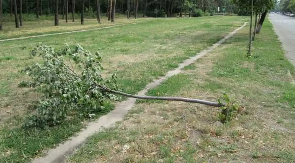 У Кіровограді місця для висадження Алеї пам’яті воїнів АТО поки не знайшли фото 1