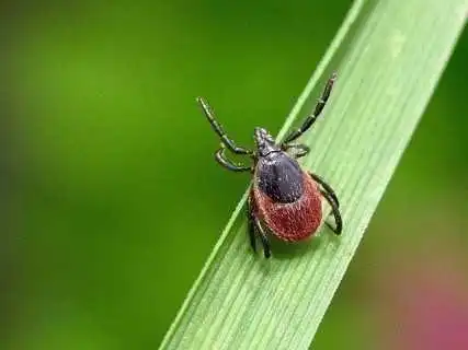 Будьте обарежними, у Кіровограді виявили збудник небезпечної хвороби