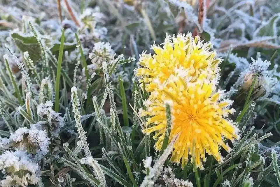 заморозки