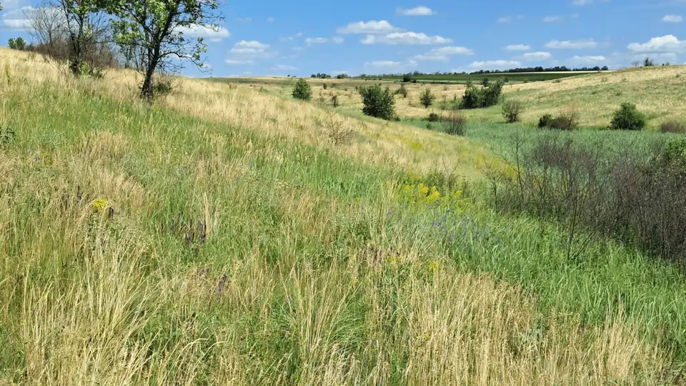 "Мала Асканія-Нова" з'явиться у Кіровоградській області: де і чому