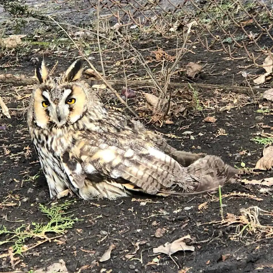 У Кропивницькому лікують сову, яку знайшли на шкільному подвір'ї (ФОТО)