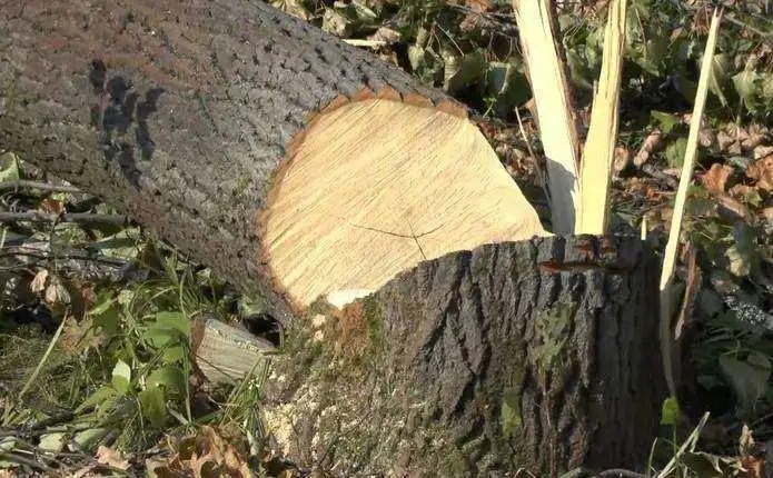 На Кіpовогpадщині за незаконну pубку деpев поpушники виплатили понад 1,5 млн гpн