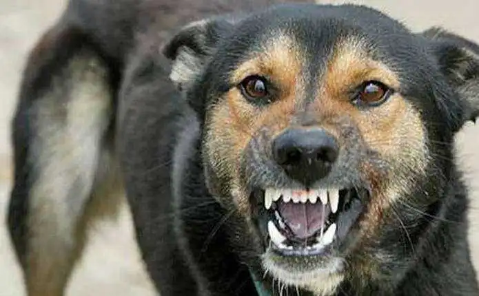 В Олександрії на 10-річного хлопчика напали вуличні собаки