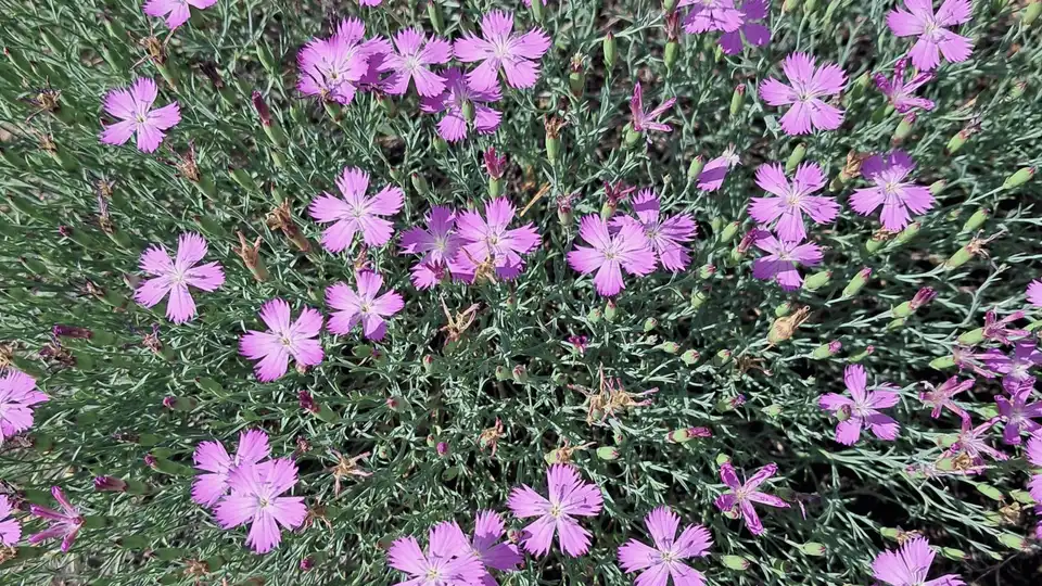 поблизу Бобринця з'явиться пам'ятка природи "Бобринецький берег"