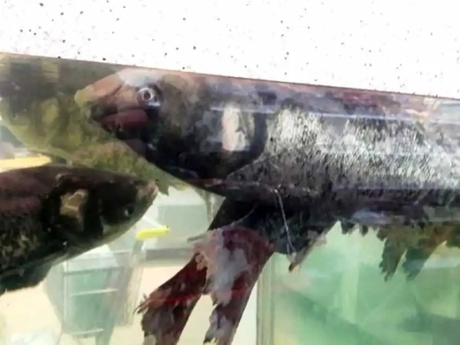 У гіпермаркеті Кропивницького продавали «живу» рибу з ознаками мору (ФОТО)