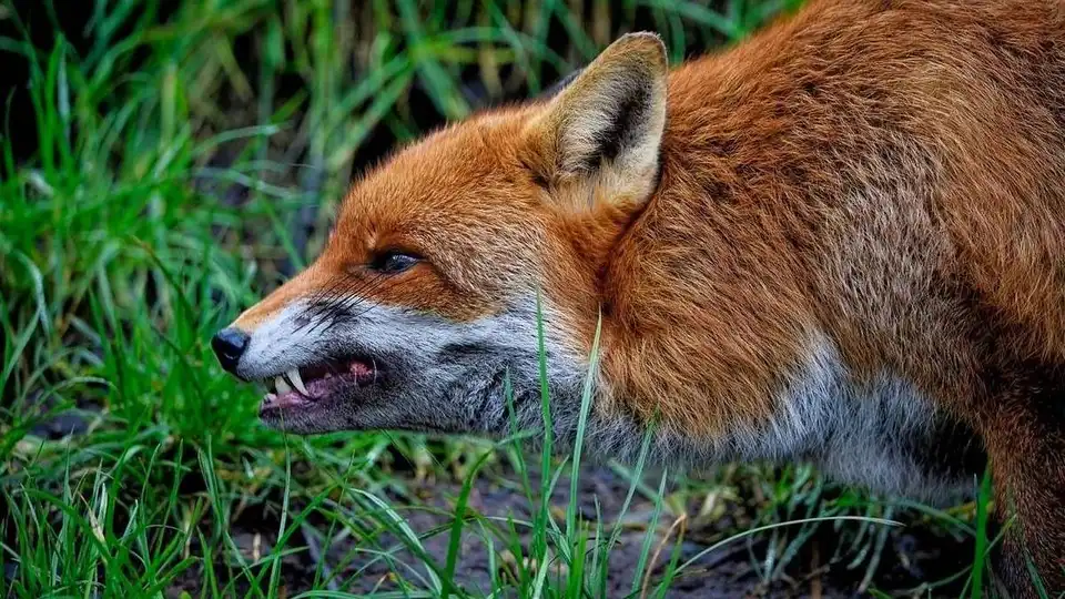 скажена лисиця