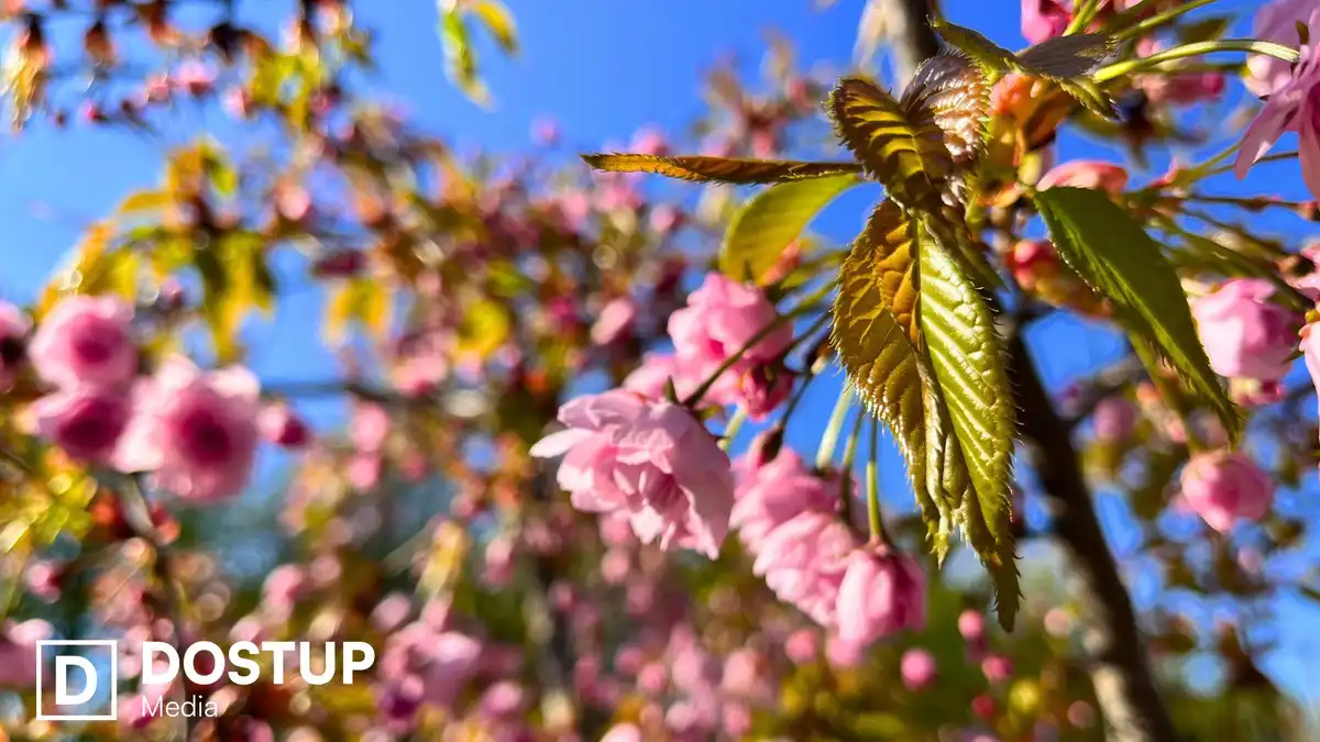 У Кропивницькому розцвіли перші сакури