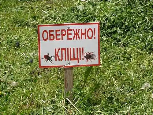 У парках Кропивницького виявили кліщів зі збудником хвороби Лайма фото 1