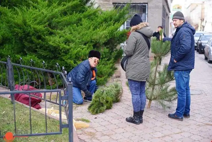 Де у Кропивницькому продаватимуть новорічні ялинки (АДРЕСИ)