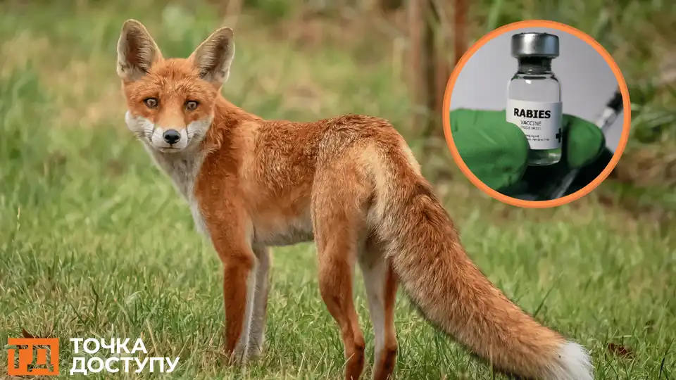 сказ у лисиці виявили в селищі Кіроовградської області: троє людей отримують лікування