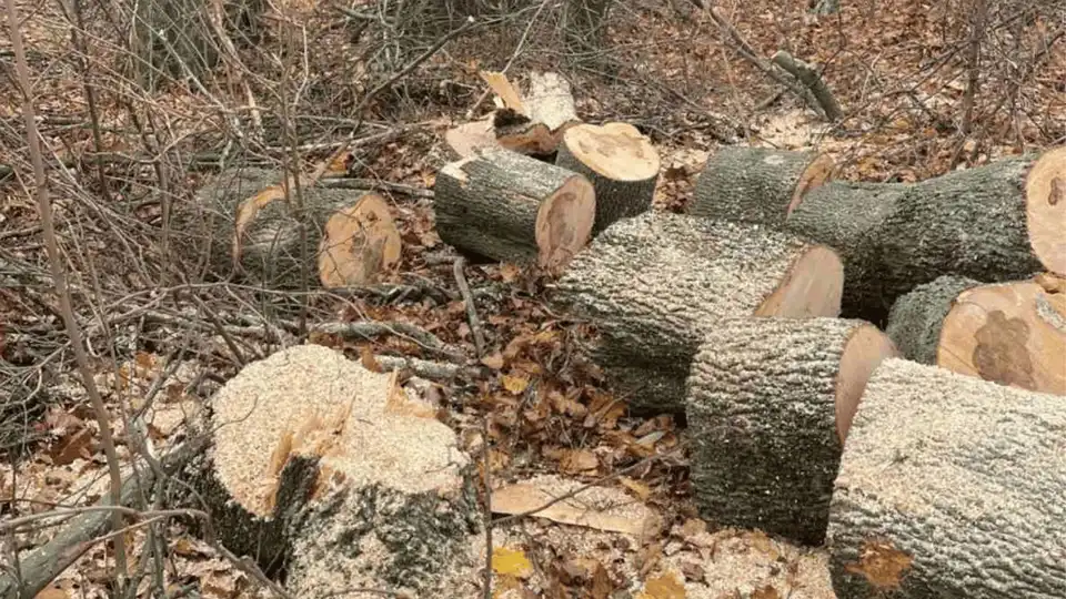 Спиляли дерева на на понад 800 тисяч гривень: порушення виявили у Кропивницькому районі