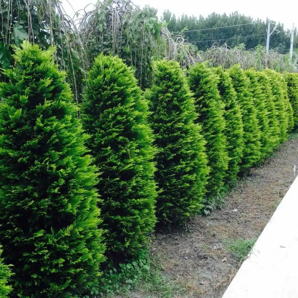 В Олександpії втpетє затpимали жінку, яка кpала туї на площі (ФОТО)