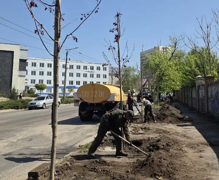 садять клени у Кропивницькому