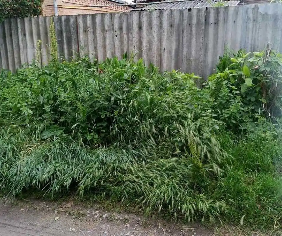 У Кропивницькому на порушників благоустрою склали майже пів сотні протоколів (перелік)