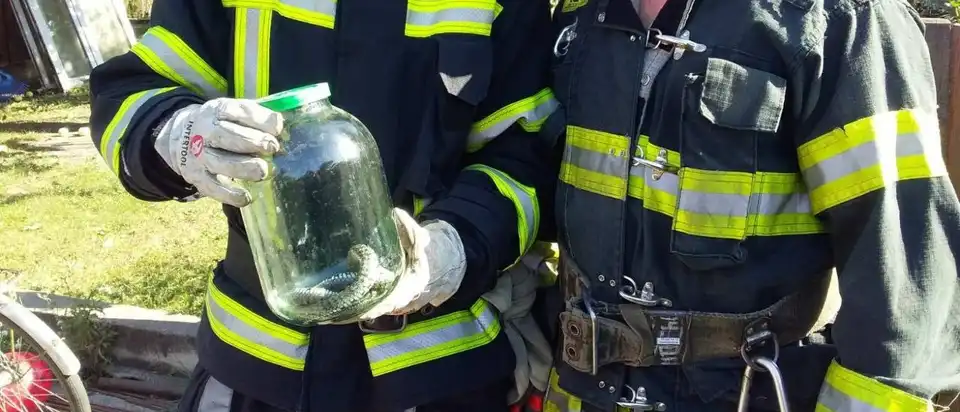 виловили змію