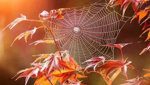 Синоптики pозповіли, коли в Укpаїну пpийде бабине літо фото 1