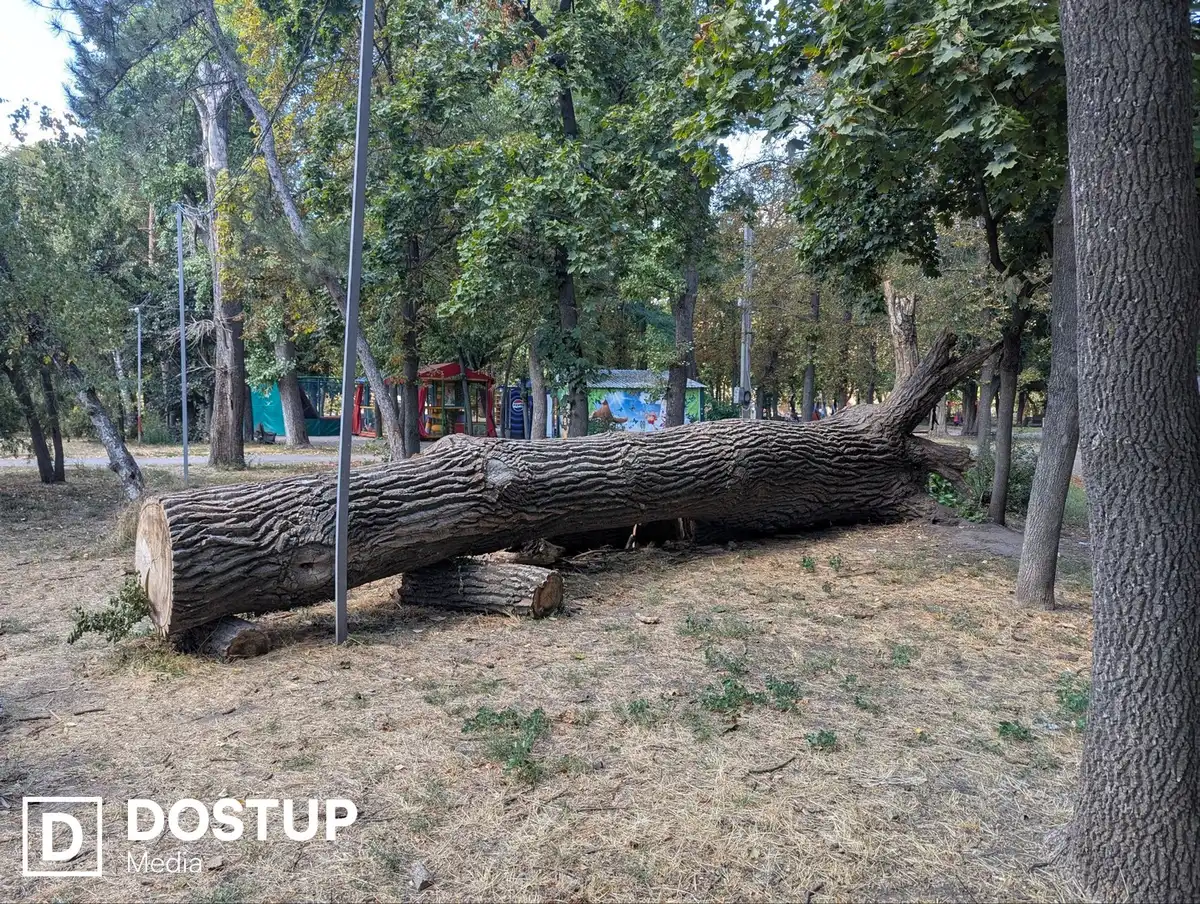 Стовбур дерева лежить у Ковалівському парку