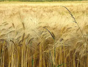 На Кіровоградщині збираються намолотити 3 мільйони тонн зернових фото 1