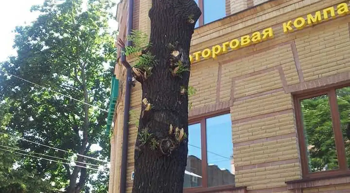 У Кіровограді продовжують по-варварськи вирізати дерева на центральних вулицях міста (ФОТО) фото 1