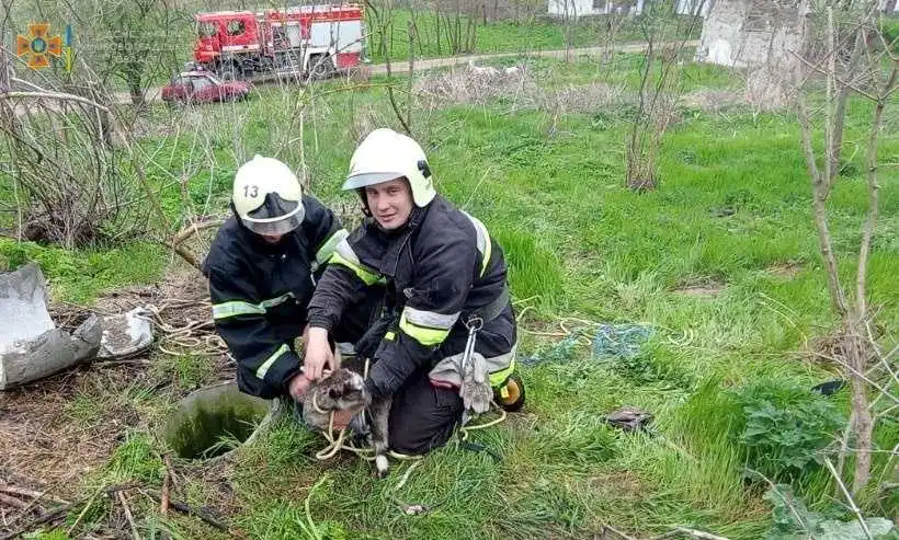 На Кіровоградщині врятували козеня, яке впало в колодязь (ФОТО)